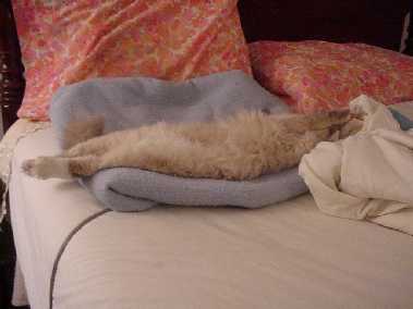 tuffy